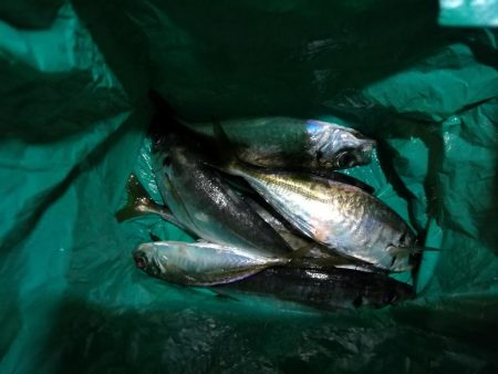 (2020/11/06 南港アジング 好釣果!中アジ(24㎝~ )サバ 釣果有り)