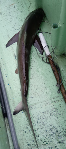 康仁丸・ジギング釣り果