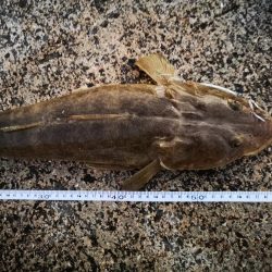 久しぶりのターポン　良いサイズ