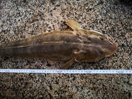 久しぶりのターポン　良いサイズ