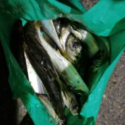 （2020/11/10 南港アジング　 好釣果のアジング 中アジ～小アジ（24㎝～） 釣果有り）