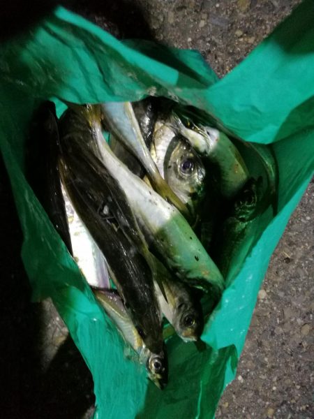 （2020/11/10 南港アジング　 好釣果のアジング 中アジ～小アジ（24㎝～） 釣果有り）