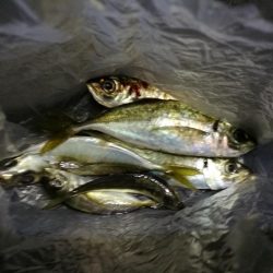 （2020/11/10 南港アジング　 普通釣果のアジングで 中アジ～小アジ（23㎝～） 釣果有り）