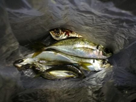 （2020/11/10 南港アジング　 普通釣果のアジングで 中アジ～小アジ（23㎝～） 釣果有り）