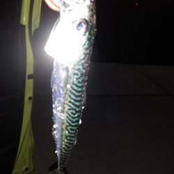 牡鹿半島シーバス