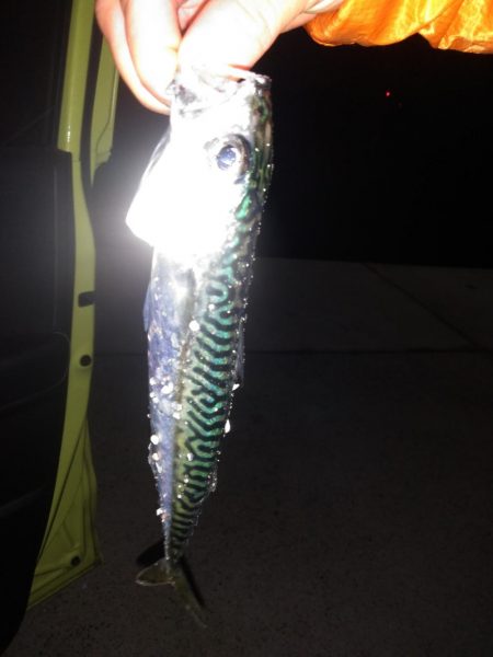 牡鹿半島シーバス