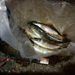 (2020/11/11 南港アジング アジング釣果で 中アジ~小アジ(23㎝~) 釣果有り)