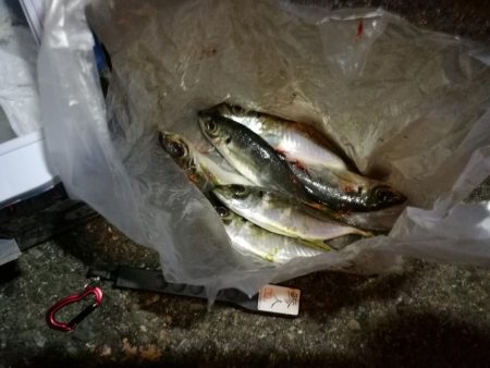 (2020/11/11 南港アジング アジング釣果で 中アジ~小アジ(23㎝~) 釣果有り)