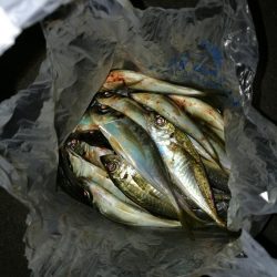 (2020/11/12 南港アジング ☆爆釣アジング釣果で 中アジ~(26㎝~) 釣果有り)