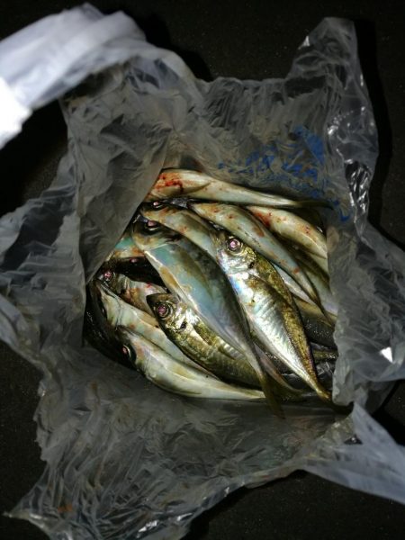 (2020/11/12 南港アジング ☆爆釣アジング釣果で 中アジ~(26㎝~) 釣果有り)