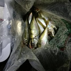 （2020/11/14 南港アジング　 またまた好釣果 アジング釣果で 中アジ～（24㎝～） 釣果有り）