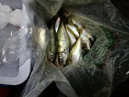 （2020/11/14 南港アジング　 またまた好釣果 アジング釣果で 中アジ～（24㎝～） 釣果有り）