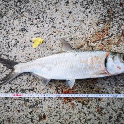 夫婦で朝マズメ