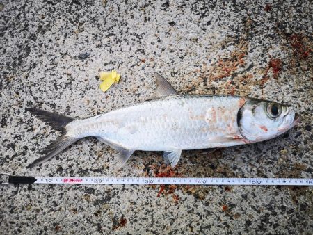 夫婦で朝マズメ