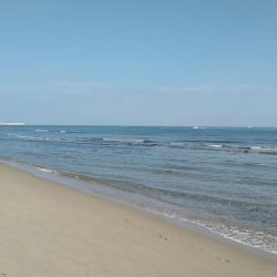 初フラットフィシュ