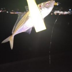 須磨浦アジング、メバリング