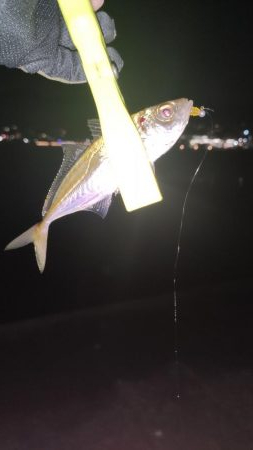 須磨浦アジング、メバリング