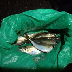 （2020/11/17 南港アジング　 アジング釣果 中アジ～（24㎝～）サバ 釣果有り）