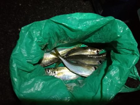 （2020/11/17 南港アジング　 アジング釣果 中アジ～（24㎝～）サバ 釣果有り）