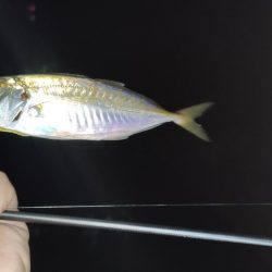 爆風アジングで爆釣