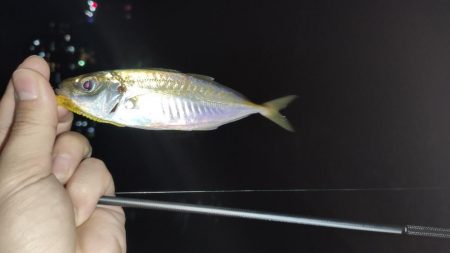 爆風アジングで爆釣