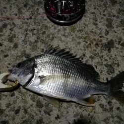 （2020/11/20 南港ヘチ釣り　 良ヘチ釣果！真チヌ39㎝ キビレチヌ グレ 釣果有り）