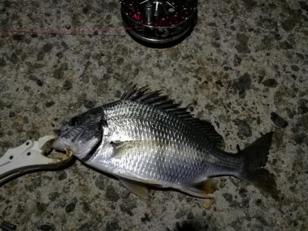 （2020/11/20 南港ヘチ釣り　 良ヘチ釣果！真チヌ39㎝ キビレチヌ グレ 釣果有り）