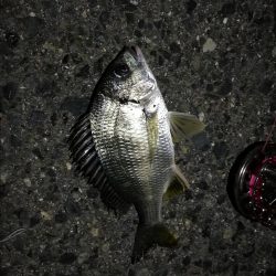 （2020/11/20 南港ヘチ釣り　 キビレチヌ 41㎝ ガシラ 釣果有り）