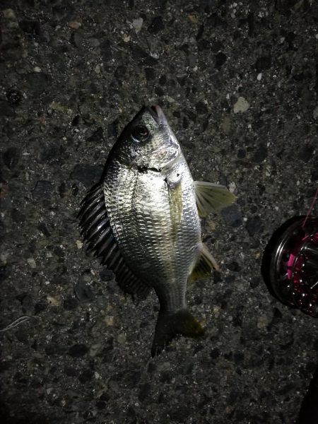 （2020/11/20 南港ヘチ釣り　 キビレチヌ 41㎝ ガシラ 釣果有り）