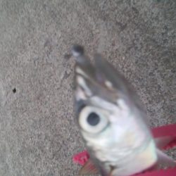 釣りデビュー　4日目