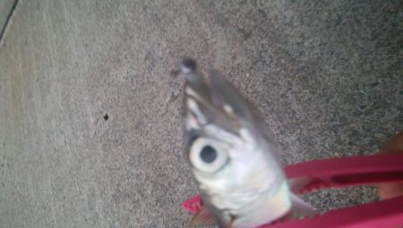 釣りデビュー　4日目