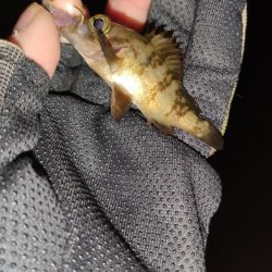 いつもの須磨アジング