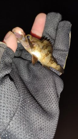 いつもの須磨アジング