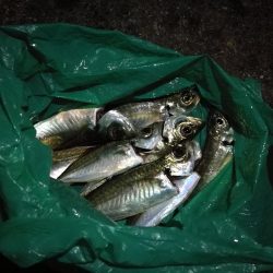 （2020/11/25 南港アジング　 好釣果！アジング釣果 中アジ～（26㎝～）サバ 釣果有り）