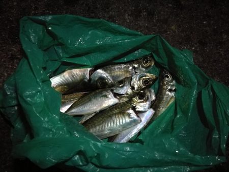 （2020/11/25 南港アジング　 好釣果！アジング釣果 中アジ～（26㎝～）サバ 釣果有り）