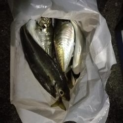 (2020/11/26 南港アジング 続好釣果!アジング釣果 中アジ~(25㎝~)ガシラ 釣果有り)