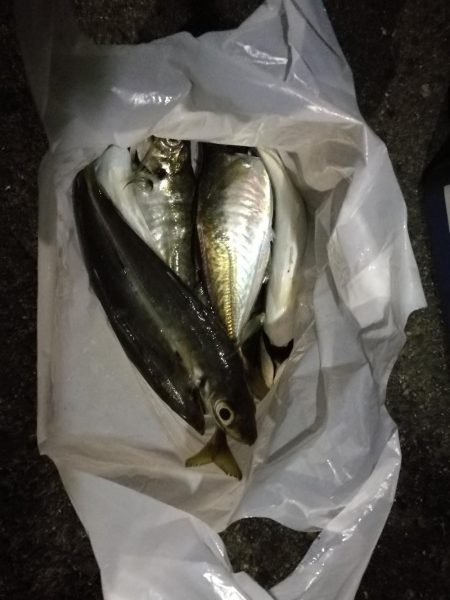 (2020/11/26 南港アジング 続好釣果!アジング釣果 中アジ~(25㎝~)ガシラ 釣果有り)