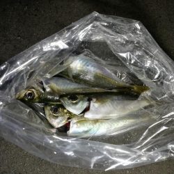 （2020/11/27 南港アジング　 風の中釣果！アジング釣果 中アジ～（24㎝～）サバ　ガシラ 釣果有り）