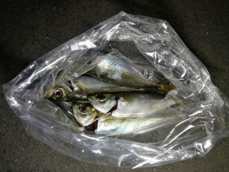 （2020/11/27 南港アジング　 風の中釣果！アジング釣果 中アジ～（24㎝～）サバ　ガシラ 釣果有り）