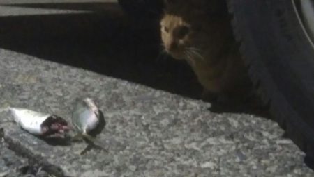 釣りデビュー 9日目