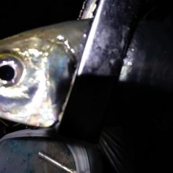 尺まじりでデブ鰺をサビキで満喫したのだ