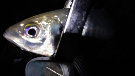 尺まじりでデブ鰺をサビキで満喫したのだ