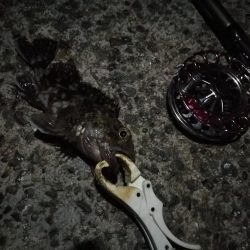 （2020/11/29 ガシラ好調！南港ヘチ釣り　 ガシラ24㎝～ キビレチヌ 釣果有り）