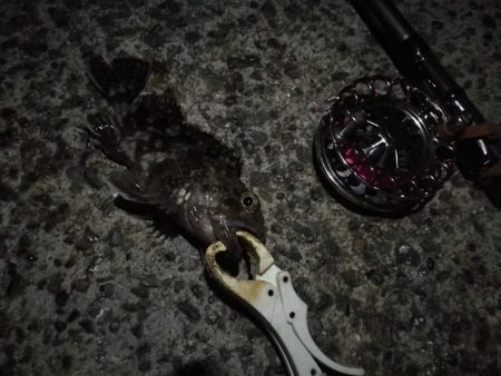 （2020/11/29 ガシラ好調！南港ヘチ釣り　 ガシラ24㎝～ キビレチヌ 釣果有り）