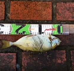 アイゴ、メッキ、コバンアジ、シマイサキ