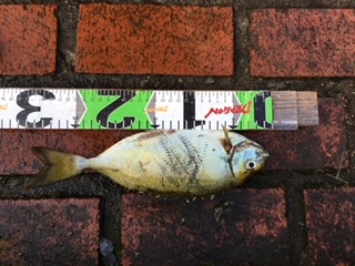 アイゴ、メッキ、コバンアジ、シマイサキ