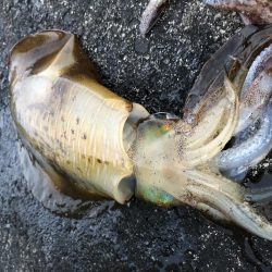 2020 佐渡ヶ島エギング 40回目