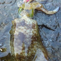 ジギルとハイド？