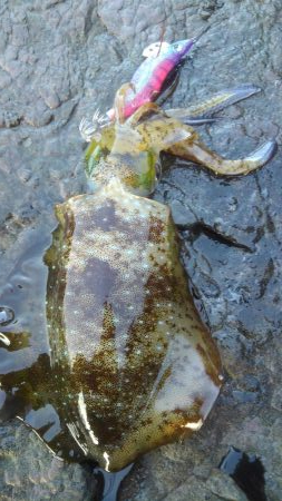 ジギルとハイド？