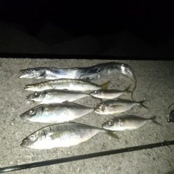 (尺アジ)フロートゲーム